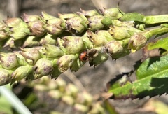 Podisus maculiventris