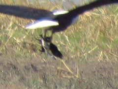 Actophilornis africanus