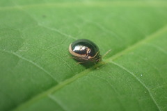 Plataspidae