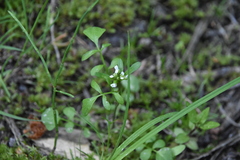 Cardamine pensylvanica