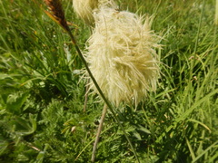 Pulsatilla occidentalis