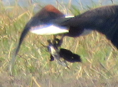 Actophilornis africanus