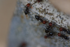 Crematogaster scutellaris