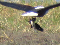 Actophilornis africanus