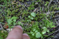Cardamine pensylvanica