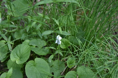 Viola macloskeyi