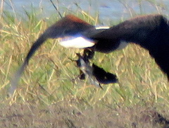 Actophilornis africanus