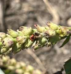 Podisus maculiventris