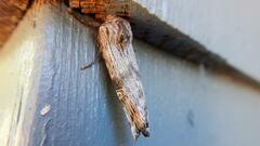 Lithomoia germana