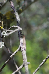 Creoleon lugdunensis