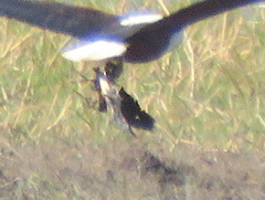 Actophilornis africanus