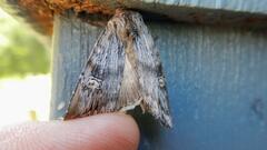Lithomoia germana