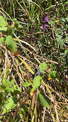 Acanthocephala femorata