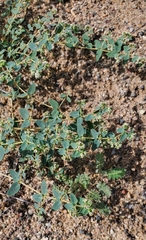 Euphorbia capitellata