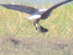 Actophilornis africanus