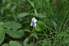 Viola macloskeyi