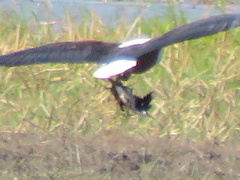 Actophilornis africanus