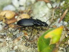 Pterostichus niger