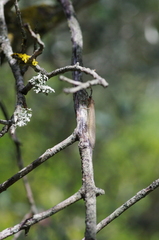 Creoleon lugdunensis