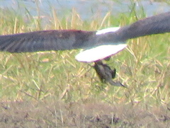 Actophilornis africanus
