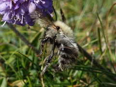 Bombus sylvarum