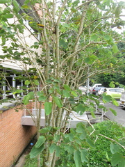 Bauhinia variegata
