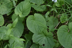 Viola macloskeyi
