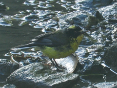 Myioborus flavivertex