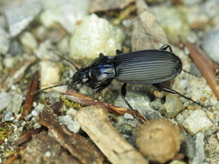 Pterostichus niger