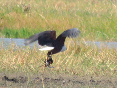 Haliaeetus vocifer