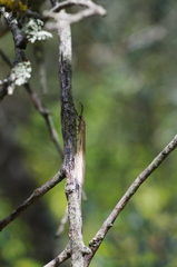 Creoleon lugdunensis