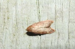 Tachystola acroxantha