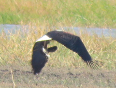 Haliaeetus vocifer
