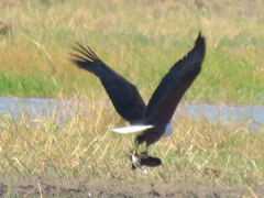 Haliaeetus vocifer