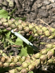 Podisus maculiventris