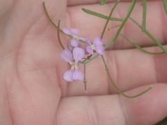 Hesperidanthus linearifolius