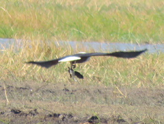 Haliaeetus vocifer