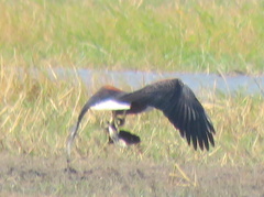 Haliaeetus vocifer