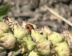 Podisus maculiventris