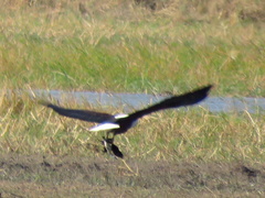 Haliaeetus vocifer