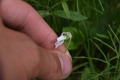 Viola macloskeyi