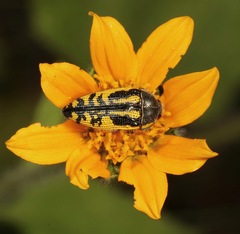 Acmaeodera amplicollis