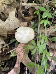 Cuphophyllus virgineus