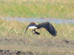 Haliaeetus vocifer