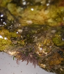 Actiniidae