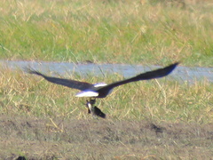 Haliaeetus vocifer