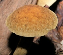Leccinellum rugosiceps