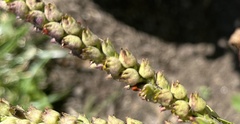 Podisus maculiventris