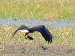 Haliaeetus vocifer