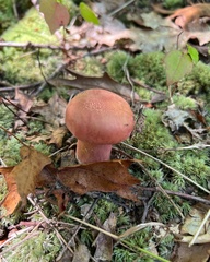 Lanmaoa